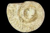 Polished Ammonite (Hildoceras) Fossil - England #103994-1